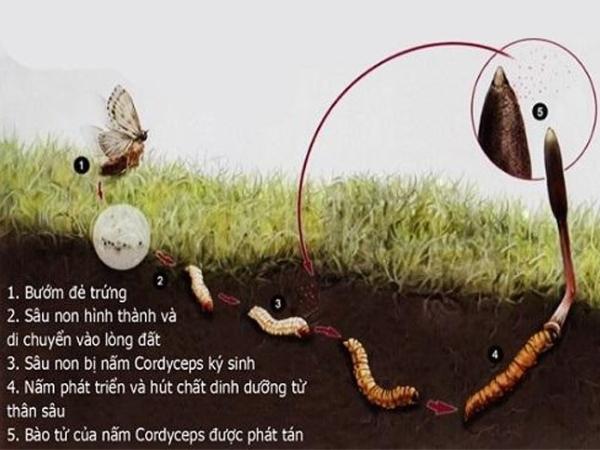 Đông trùng hạ thảo tự nhiên