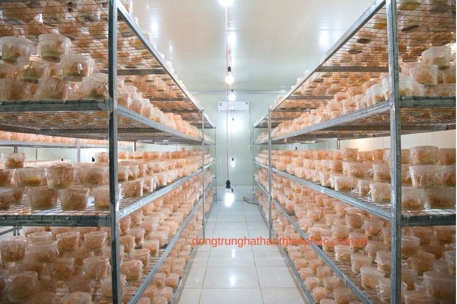 Phòng nuôi cấy đông trùng hạ thảo Thiên Phúc