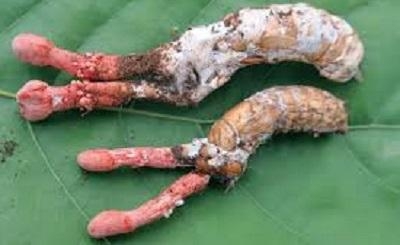 Cẩn trọng với loại nấm độc ký sinh trên ve sầu rất giống đông trùng hạ thảo tại Việt Nam